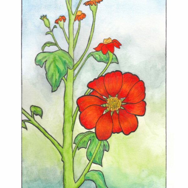 Tithonia, originele aquarel (ingelijst)