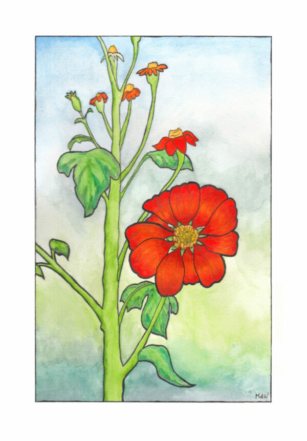 Tithonia, originele aquarel (ingelijst)