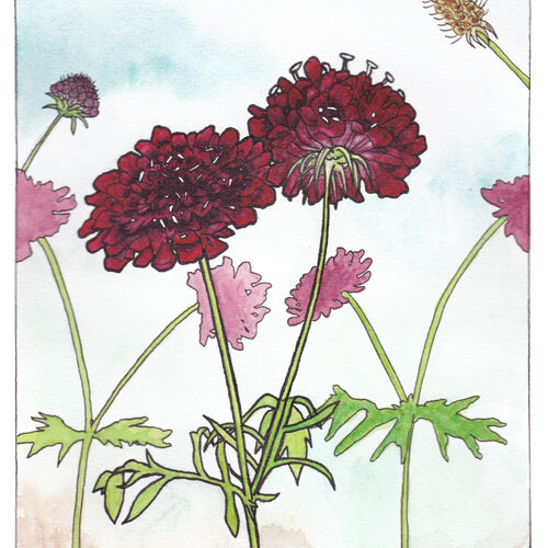 Scabiosa, originele aquarel (ingelijst)