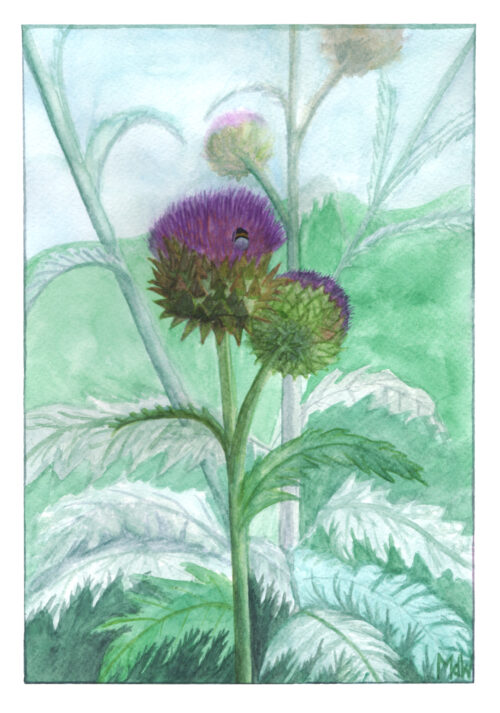 Kardoen met hommel, originele aquarel